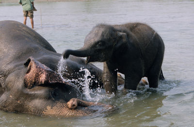 View of elephant in river