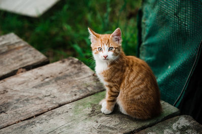 Portrait of ginger cat sitting outdoors