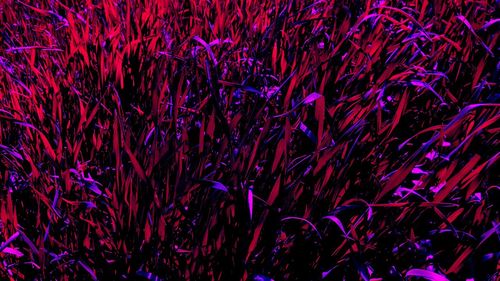 Full frame shot of illuminated plants at night