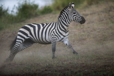 Zebra standing on field