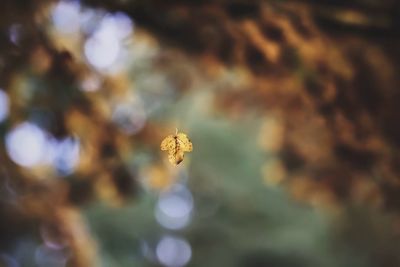 Close-up of insect against sky