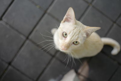 High angle view of a cat