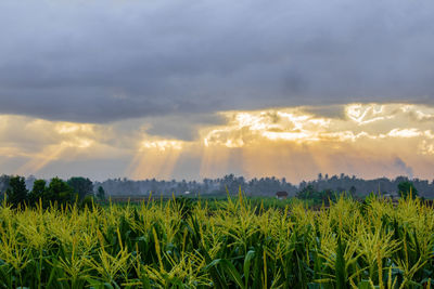 Scenic view of agricultural field against sky during sunset