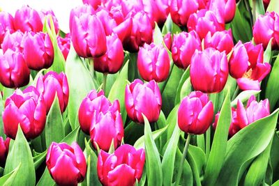 Close-up of pink tulips