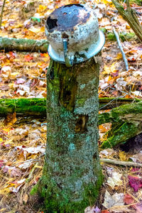 Close-up of tree trunk