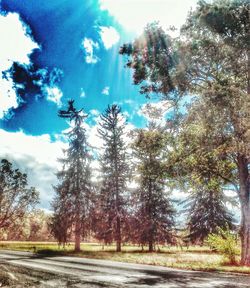 Road by trees against sky