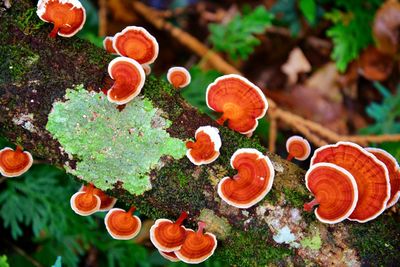 High angle view of mushrooms on tree trunk