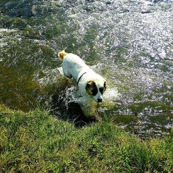 View of a dog on land