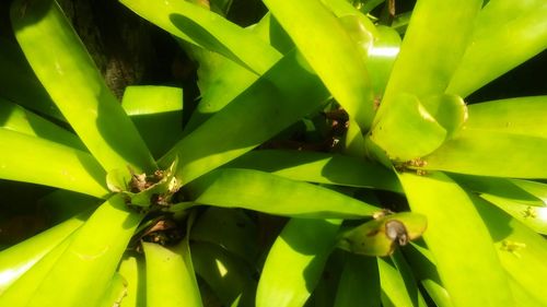 Full frame shot of fresh green plant