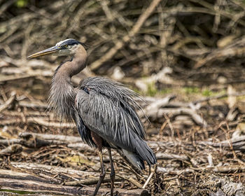 Close-up of a bird