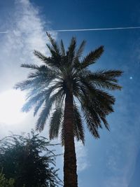 Low angle view of palm tree against sky