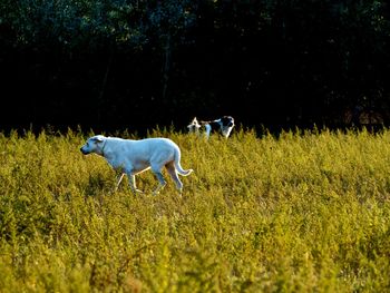 Dogs in a field