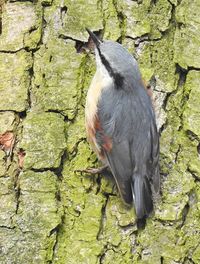 Close-up of bird perching on tree trunk