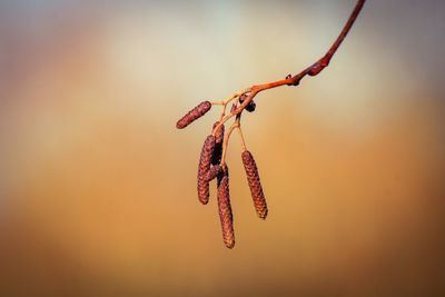 Close-up of plant against orange sky