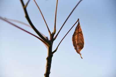 Low angle view of dry leaf against clear sky