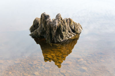 Tree stump submerged in a shallow lake