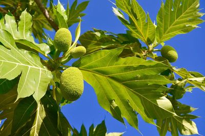 Low angle view of berries growing on tree against sky