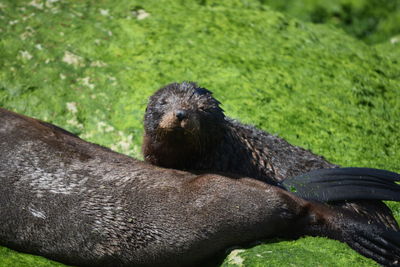 High angle view of seal