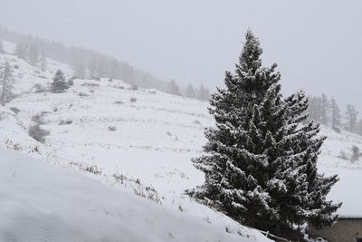 Pine tree on snow covered field