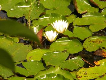 Close-up of lotus water lily