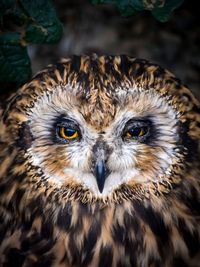 Close-up portrait of owl