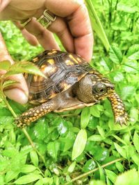 Close-up of a hand holding box turtle