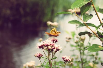 Close-up of butterfly pollinating on flower