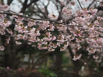 Close-up of pink cherry blossoms in spring