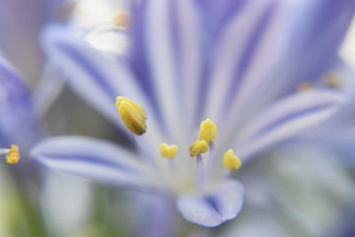 Close-up of purple crocus flower