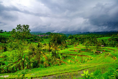 Scenic view of field against sky