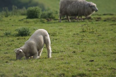 Sheep grazing in a field