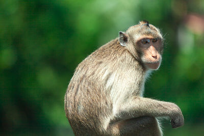 Close-up of monkey sitting looking away outdoors