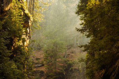 Pine trees in forest