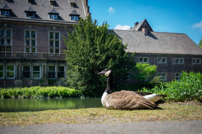 View of birds by lake against buildings