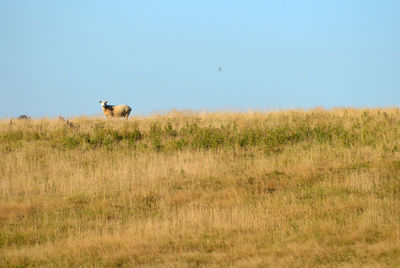 Sheep standing in a field