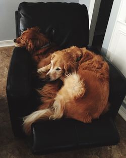 Close-up of dog sleeping on sofa