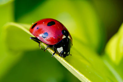 Coccinelle sur une feuille, macro