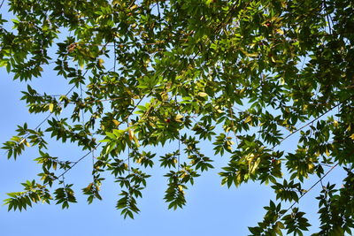 Low angle view of tree against clear blue sky