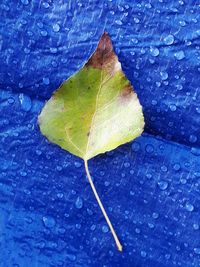 Close up of leaf