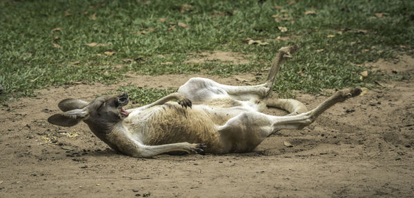 Sheep resting on land