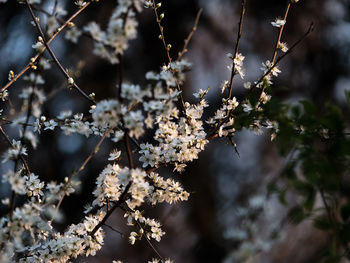 Close-up of cherry blossom tree