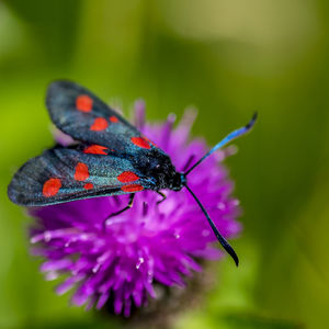 Close-up of butterfly pollinating on purple flower