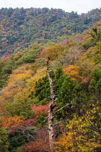 Trees in forest during autumn