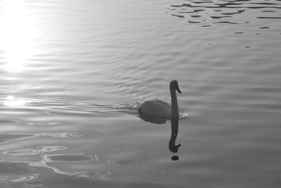 Swan swimming in lake