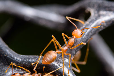 Close-up of ant over black background