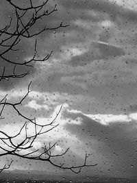 Birds flying over bare trees against sky