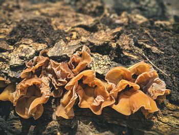 High angle view of dried plant on land