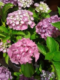 Close-up of purple hydrangea blooming outdoors