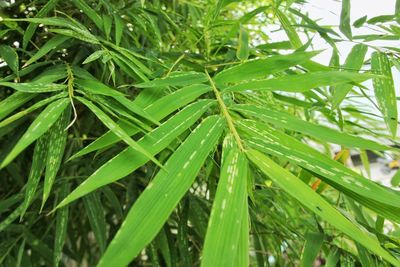 Close-up of wet plant