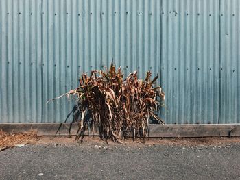 Coconut palm tree in city